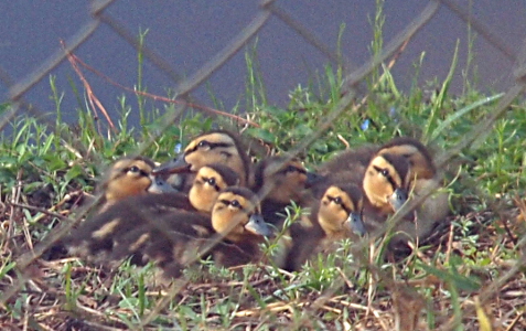 [Eight ducklings are huddled together on the grass. Their yellow heads with the brown stripe going through the eye area are visible while their brown bodies mostly blend into the ground. All the heads are tilted upward and they are looking at something overhead.]
